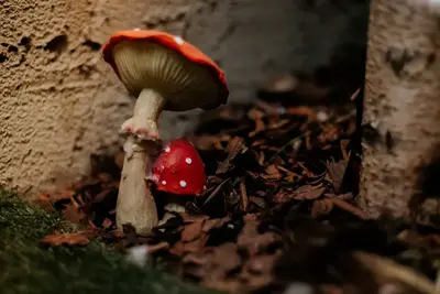 Leśne detale scenografii pokoju zagadek Starzik
